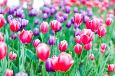 Güneşli bahar günü bir lale alan