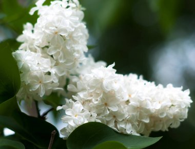 İlkbaharda çiçek açan bir ihale renk Eflatun çiçekler