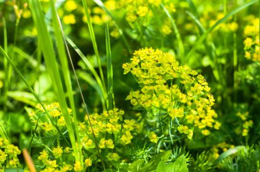 Yaz günlerinde çayırda farklı bir çimen