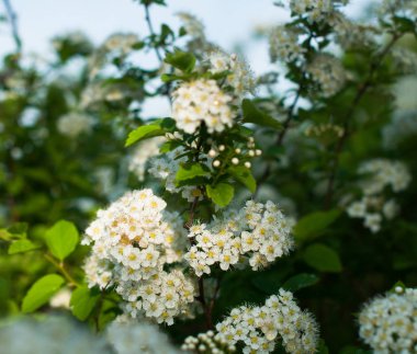 Yaz günü çiçek açan beyaz bir spirea çalısı