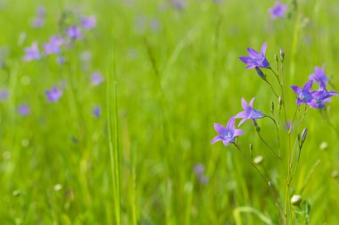 Yaz güneşli gününde çim en iyi ot ve bluebells ile bir çayır