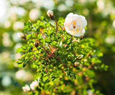 İhale çiçekleri ile bir dogrose çalı çiçeklenme ve yaz gününde tatlı kokuyor