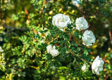 İhale çiçekleri ile bir dogrose çalı çiçeklenme ve yaz gününde tatlı kokuyor