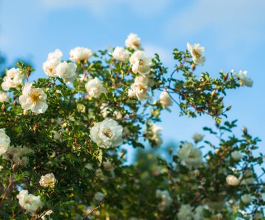 İhale çiçekleri ile bir dogrose çalı çiçeklenme ve yaz gününde tatlı kokuyor