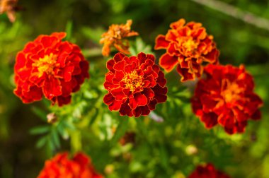 Bahçede bir kadife çiçeği