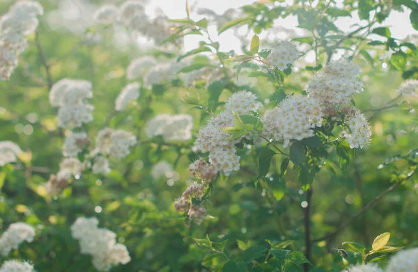 White Bush Spirea Blooming Summer Day — Stock Photo, Image