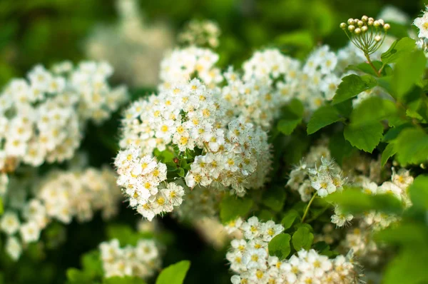 Yaz günü çiçek açan beyaz bir spirea çalısı