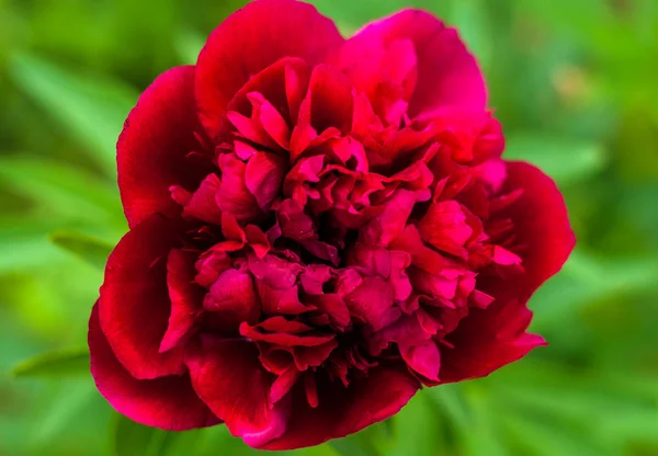 Bahçede şakayık çiçekleri