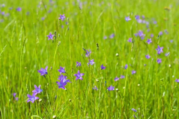 Yaz güneşli gününde çim en iyi ot ve bluebells ile bir çayır