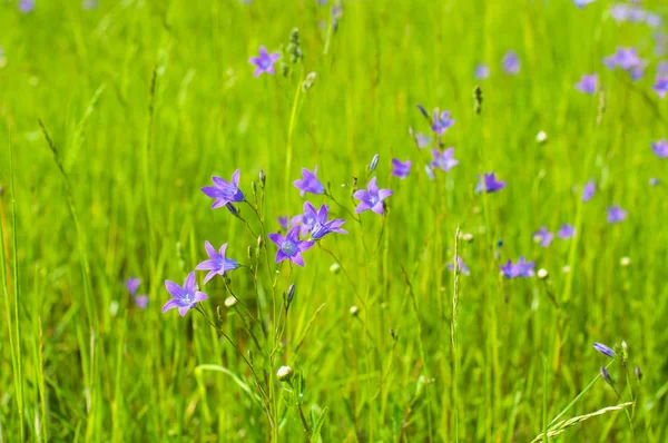 Meadow Grass Bluebells Summer Sunny Day — Stock Photo, Image