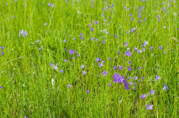 Yaz güneşli gününde çim en iyi ot ve bluebells ile bir çayır