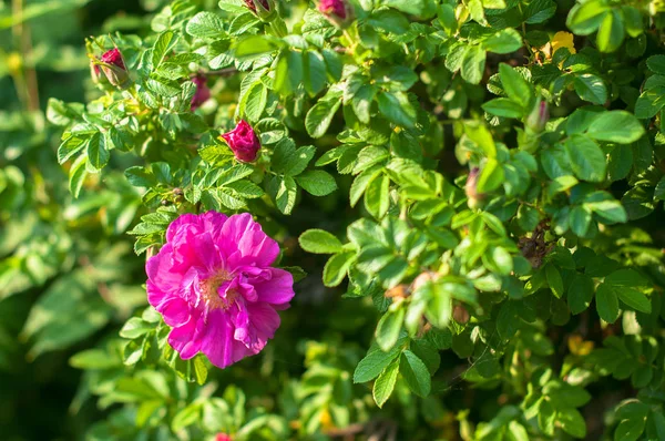 İhale çiçekleri ile bir dogrose çalı çiçeklenme ve yaz gününde tatlı kokuyor