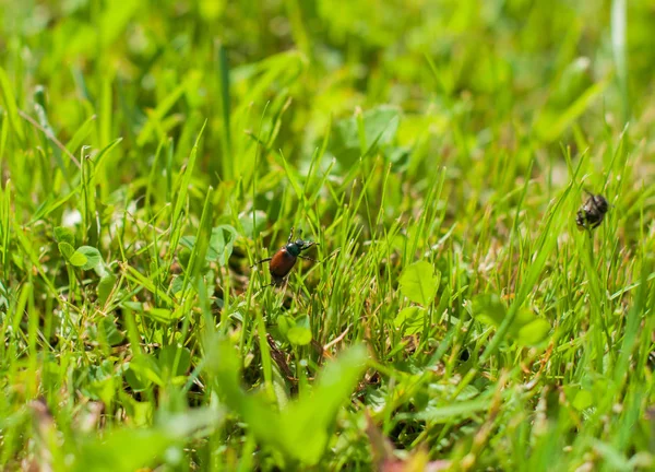 Chafers Grass — Stock Photo, Image