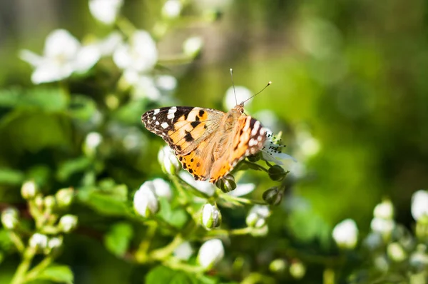 Verschiedene Insekten Bestäuben Blühenden Brombeerbusch — Stockfoto