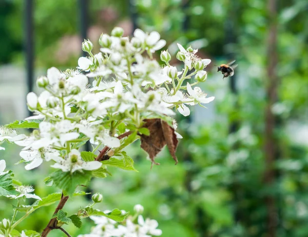 Různý Hmyz Opulující Kvetoucí Ostružinkový Keř — Stock fotografie