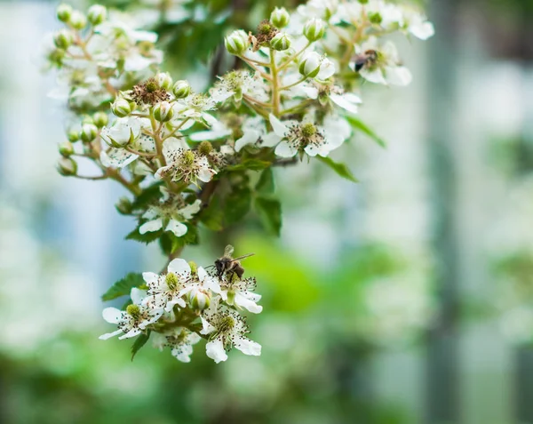 Různý Hmyz Opulující Kvetoucí Ostružinkový Keř — Stock fotografie