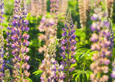 Yaz gününde bir lupin çiçek çayır