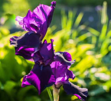 Bahçede parlak renkli iris çiçekleri