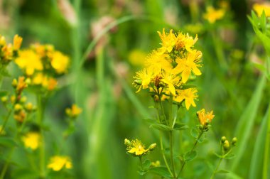 Çayırda açan bir hipericum
