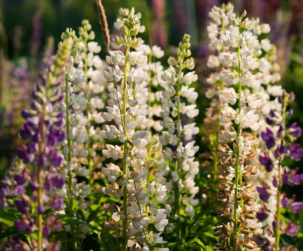 Lupin Blommor Äng Sommardagen — Stockfoto