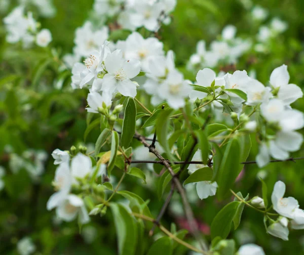 Bir yasemin çiçekleri baharda çiçek ve çok tatlı kokusu