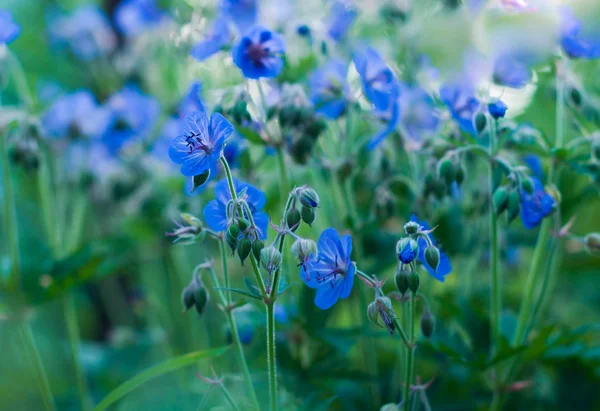 Yaz gününde parlak mavi ahşap vinç çiçekleri   