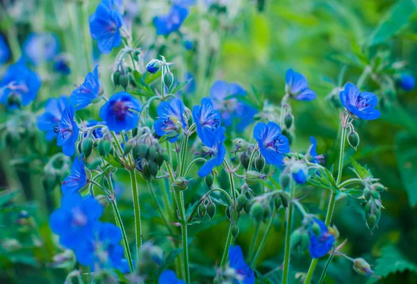 Yaz gününde parlak mavi ahşap vinç çiçekleri   