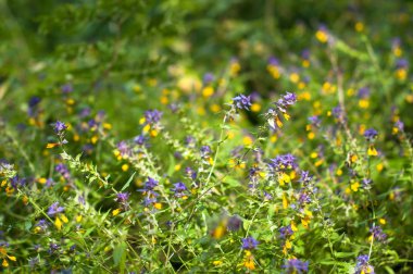 Ormanda takas mavi sığır buğday parlak mavi ve sarı çiçekler