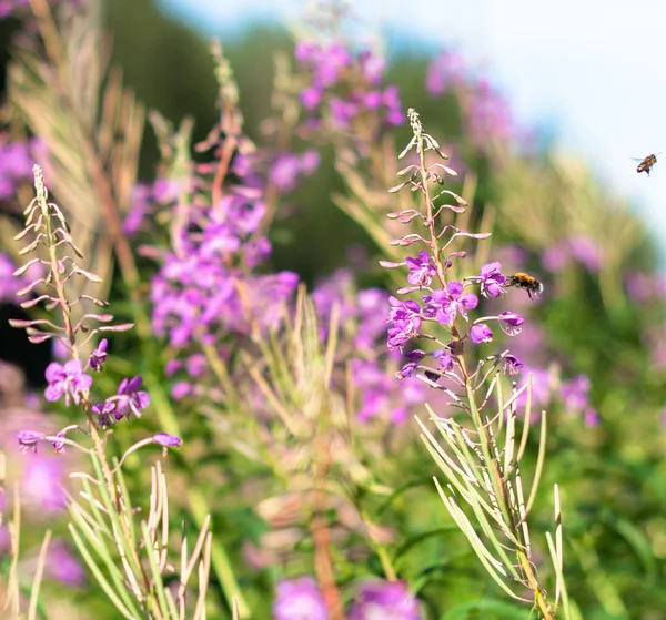 Güneşli yaz gününde ormanda takas açık Lila pigweed flowres