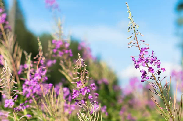 Güneşli yaz gününde ormanda takas açık Lila pigweed flowres