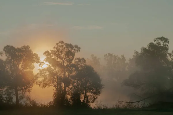 İhale perl renkleri ve mistic sis ile bir yaz gündoğumu 