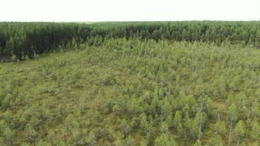 Taygada bataklık, ormanın üzerinde uçmak..