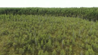 Taygada bataklık, ormanın üzerinde uçmak..