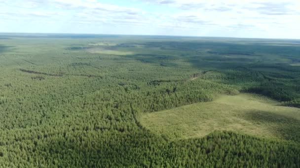 Flyg över taigan. Tallskog från en höjd. — Stockvideo