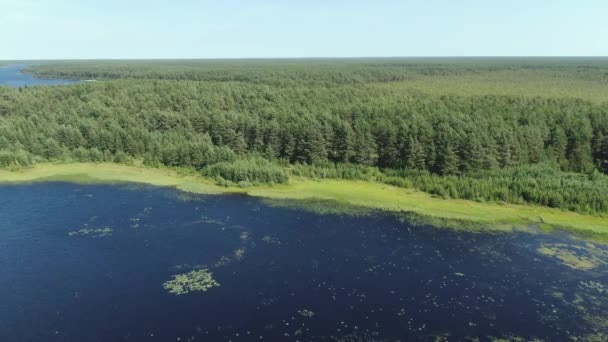 Flight over the taiga forest lake — Stock Video