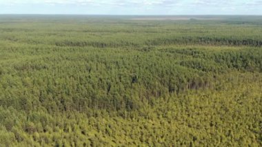 Tayga üzerinden uçmak. Yükseklerden çam ormanı.