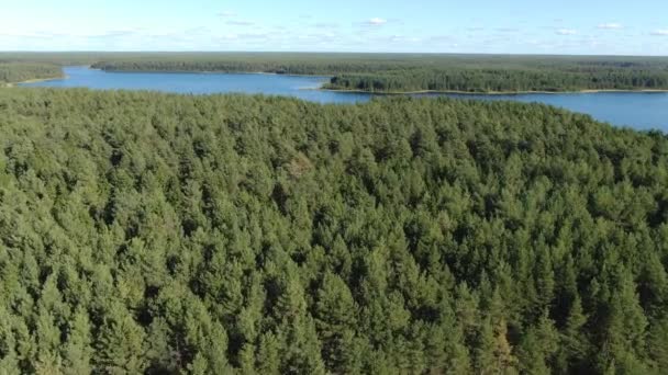 Flight over the taiga forest lake — Stock Video