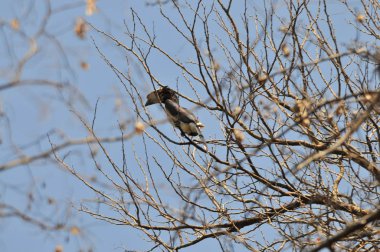 Goliath Heron Chobe rezerv, Botsvana
