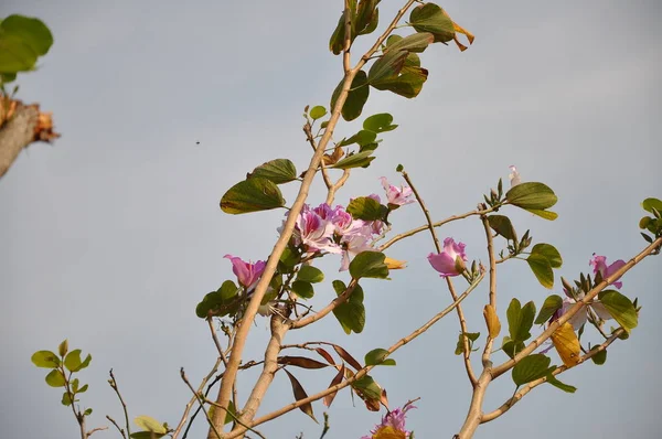 乔贝国家公园的鲜花 — 图库照片