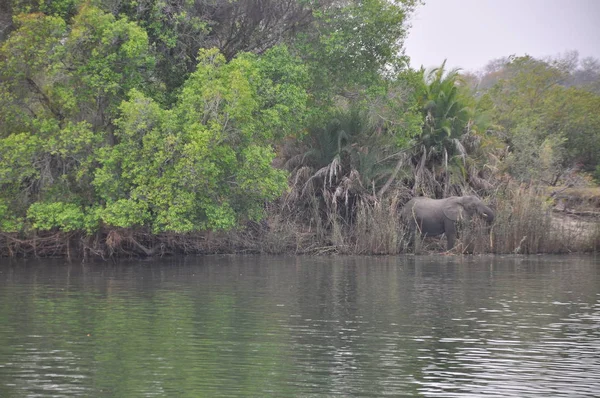Río Zambezi Atardecer —  Fotos de Stock