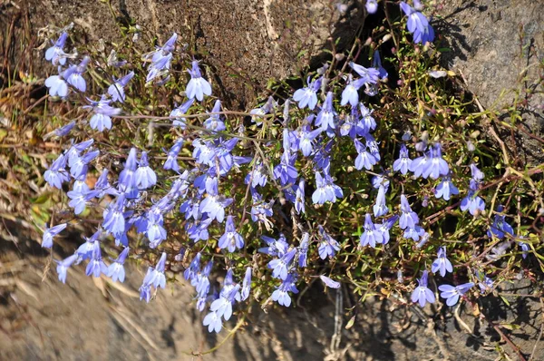 Flowers Chobe National Park — Stock Photo, Image