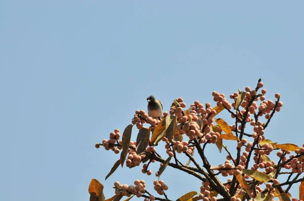 Goliath Heron Chobe rezerv, Botsvana
