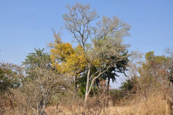 Chobe Nemzeti Park — Stock Fotó