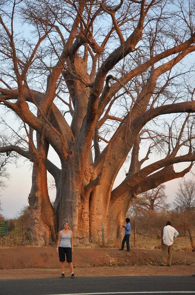 Afrikai Óriás Baobob — Stock Fotó