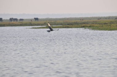 Goliath Heron Chobe rezerv, Botsvana