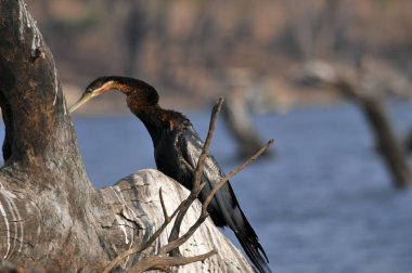 Goliath Heron Chobe rezerv, Botsvana