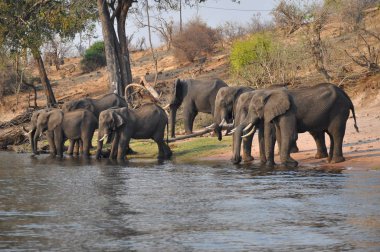 Botswana'da Nehri geçerken filler