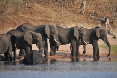 Botswana'da Nehri geçerken filler