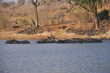 Botswana'da Nehri geçerken filler