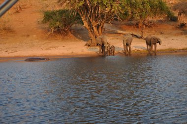 Elephants drinking at Chobe river clipart